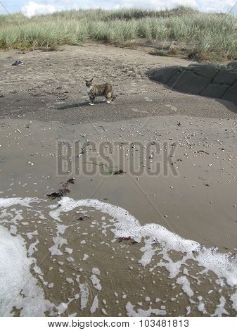 Beach cat