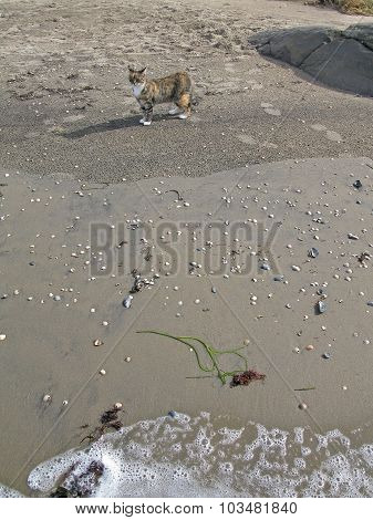 Beach cat