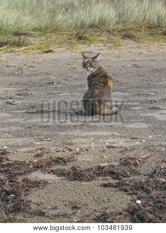Beach cat