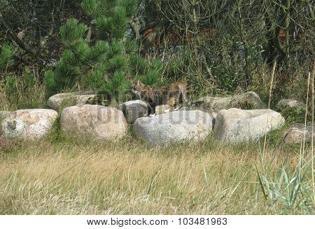 Cat on the rocks