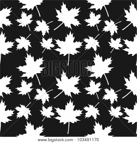 Maple leaves