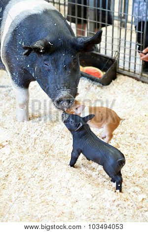 Black Pigs