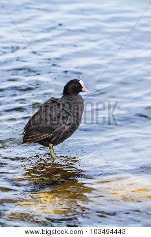 Eurasian Coot