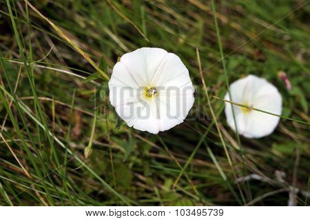 Field Bindweed