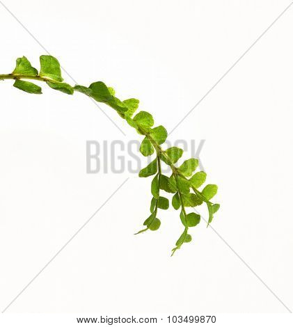 Lemon Button Fern with Split Frond