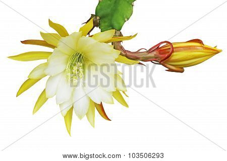 Yellow Epiphyllum Flower