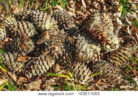 Pine cones .