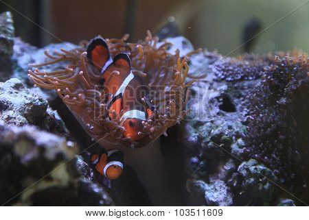 Clownfish, Amphiprioninae