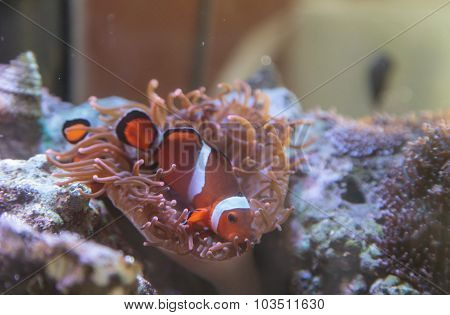 Clownfish, Amphiprioninae