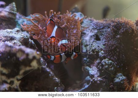 Clownfish, Amphiprioninae