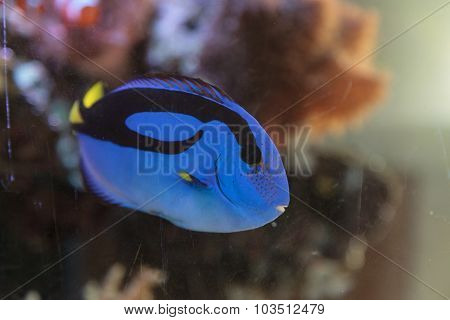 Palette tang fish, Paracanthurus hepatus