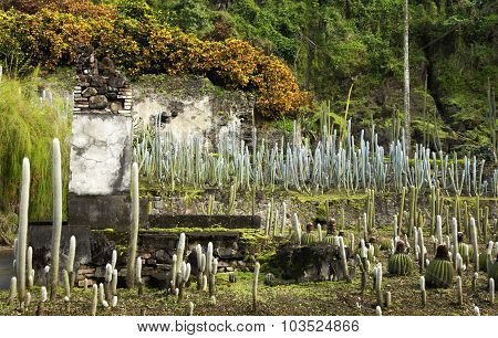 Picturesque Habitation Anse Latouche Garden In Martinique