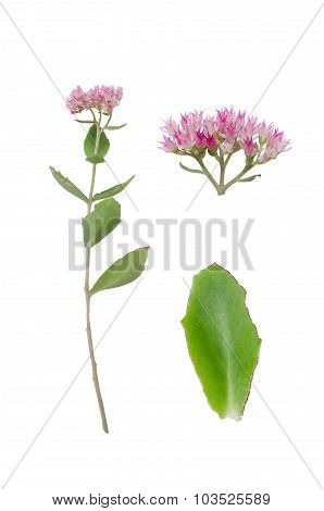 Sedum Herbstfreude