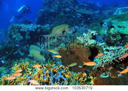 Coral Reef
