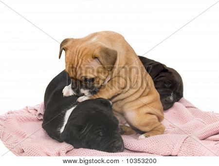 Staffordshire bullterrier valpar.
