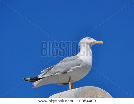 Mouette