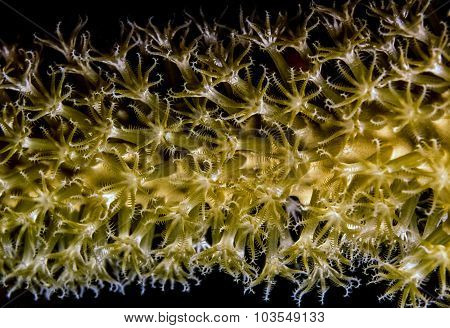 Plexaurella Nutans, The Giant Slit-pore Sea Rod