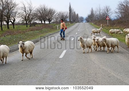 Kakheti, Georgia-March,3 2015: Shepherd leads a flock of sheep across the road