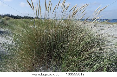 Sand Dunes In Autumn
