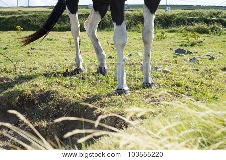 Legs Of Horse In A Field With Green Grasss