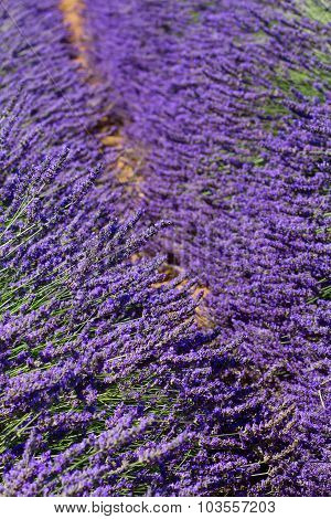 Lavender field