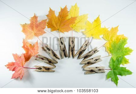 Autumn leaves