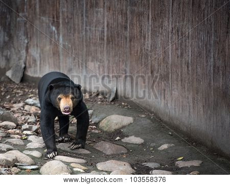 Malayan Sun Bear