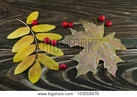 autumn leaves