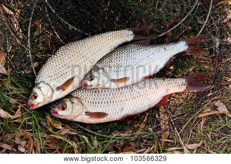 Several Of Roach Fish On The Withered Grass.