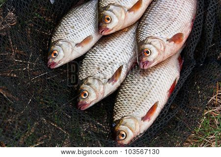 Several Of Roach Fish On Fishing Net.