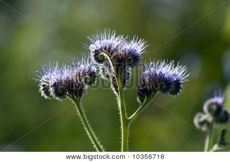 ดอกไม้ปุย - Phacelia tanacetifolia