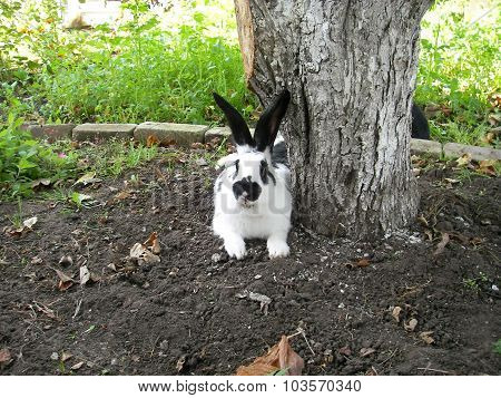 Rabbit