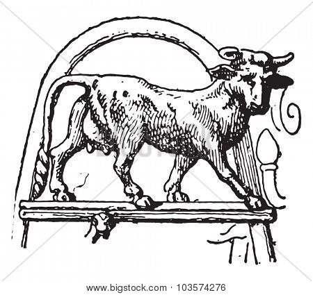 Heifer Pourtales tripod, vintage engraved illustration.