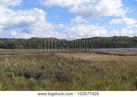 Moose Habitat