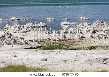 Gulls At Mono Lake