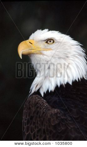 Bald Eagle Haliaeetus Leucocephalus 2
