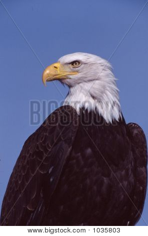 Bald Eagle Haliaeetus Leucocephalus 7