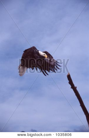 Bald Eagle In Flight Haliaeetus Leucocephalus 9