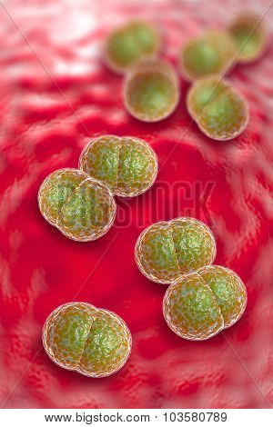 close up of meningitis bacteria also known as meningococcus 3D illustration