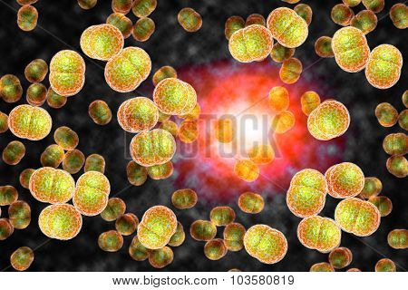 close up of meningitis bacteria also known as meningococcus 3D illustration