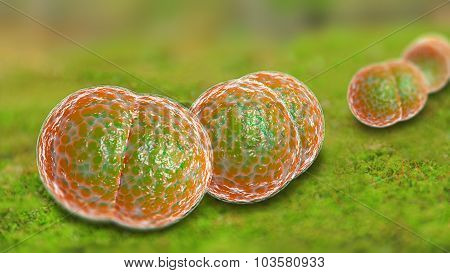 3D microscope close up of meningitis bacteria also known as meningococcus