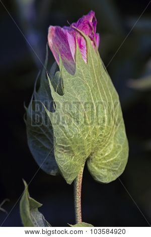 Cotton, Gossypium Arboreum, India