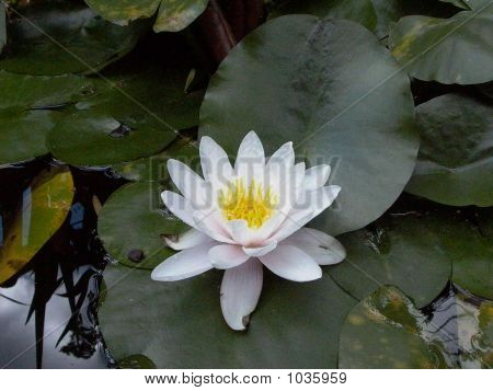수련 