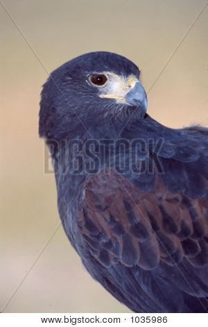 Harris Hawk Parabuteo Unicinctur 1