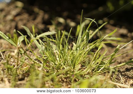 Summer grass