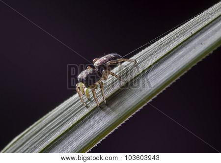 spider jumper