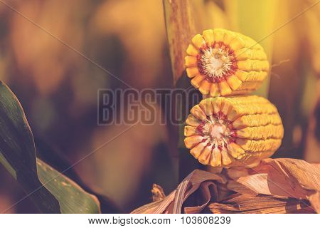 Corn Harvest