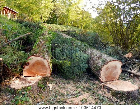 Felled European Spruce Trees