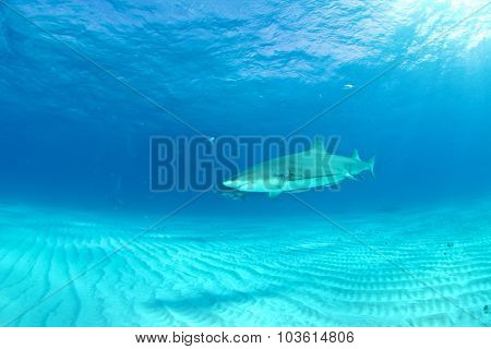 Lemon shark
