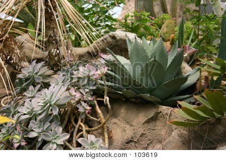 Tropiske planter